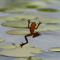 Frog Toadally Awesome Amphibian Magnet